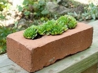 Succulent Brick Planters